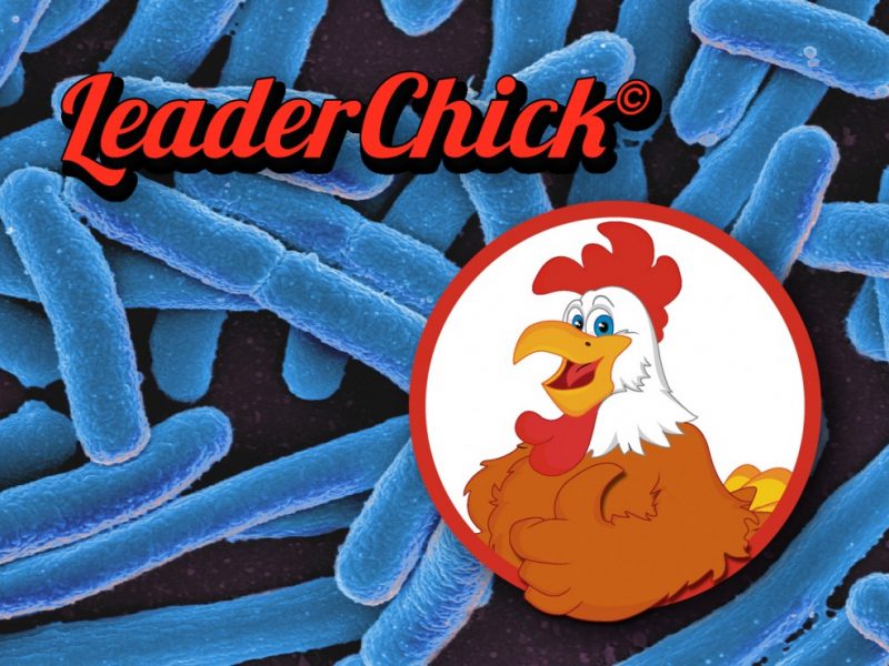 普维动物保健品有限公司, 动物饲料添加剂, 植物提取物, 植物生物素, 精油, PFA, 植物性饲料添加剂, 植物学, 植物性饲料添加剂, 新型促生长剂, 植物素, 替代抗生素促生长剂, 天然产品, 肠道健康, PlusVet Animal Health，养鸡，普维生，普乐壮，饲料添加剂，无抗养殖，植物提取物替代抗生素，