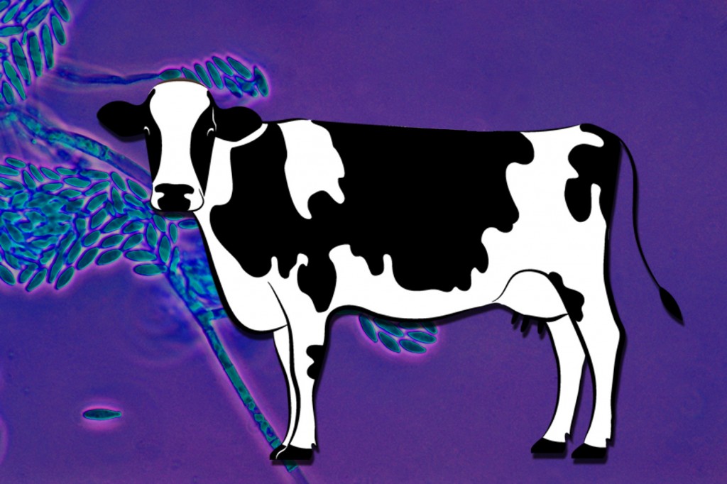 普维动物保健品有限公司, 动物饲料添加剂, 植物提取物, 植物生物素, 精油, PFA, 植物性饲料添加剂, 植物学, 植物性饲料添加剂, 新型促生长剂, 植物素, 替代抗生素促生长剂, 天然产品, 肠道健康, PlusVet Animal Health，养鸡，普维生，普乐壮，饲料添加剂，无抗养殖，植物提取物替代抗生素，