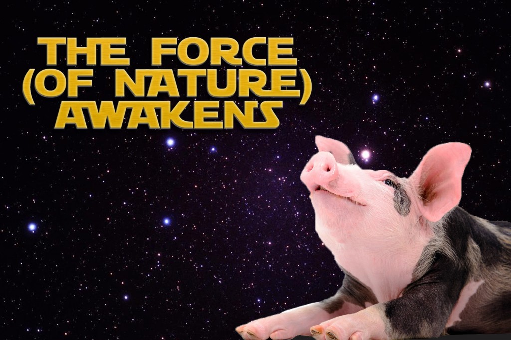 普维动物保健品有限公司, 动物饲料添加剂, 植物提取物, 植物生物素, 精油, PFA, 植物性饲料添加剂, 植物学, 植物性饲料添加剂, 新型促生长剂, 植物素, 替代抗生素促生长剂, 天然产品, 肠道健康, PlusVet Animal Health，养鸡，普维生，普乐壮，饲料添加剂，无抗养殖，植物提取物替代抗生素，