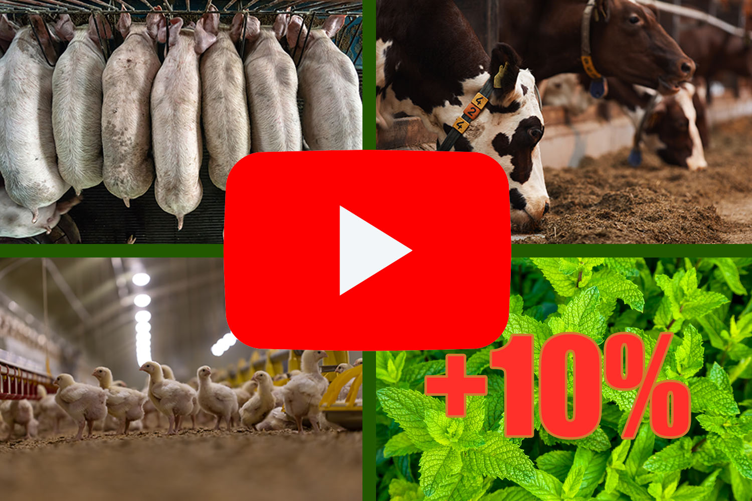 普维动物保健品有限公司, 动物饲料添加剂, 植物提取物, 植物生物素, 精油, PFA, 植物性饲料添加剂, 植物学, 植物性饲料添加剂, 新型促生长剂, 植物素, 替代抗生素促生长剂, 天然产品, 肠道健康, PlusVet Animal Health,