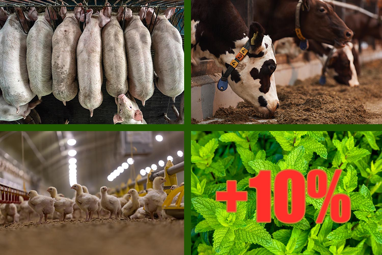 普维动物保健品有限公司, 动物饲料添加剂, 植物提取物, 植物生物素, 精油, PFA, 植物性饲料添加剂, 植物学, 植物性饲料添加剂, 新型促生长剂, 植物素, 替代抗生素促生长剂, 天然产品, 肠道健康, PlusVet Animal Health,