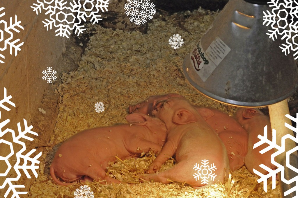 普维动物保健品有限公司, 动物饲料添加剂, 植物提取物, 植物生物素, 精油, PFA, 植物性饲料添加剂, 植物学, 植物性饲料添加剂, 新型促生长剂, 植物素, 替代抗生素促生长剂, 天然产品, 肠道健康, PlusVet Animal Health，养鸡，普维生，普乐壮，饲料添加剂，无抗养殖，植物提取物替代抗生素，