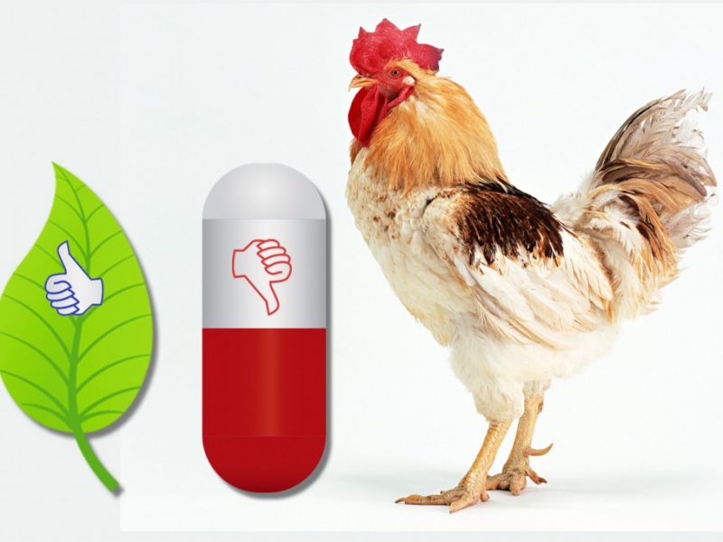 普维动物保健品有限公司, 动物饲料添加剂, 植物提取物, 植物生物素, 精油, PFA, 植物性饲料添加剂, 植物学, 植物性饲料添加剂, 新型促生长剂, 植物素, 替代抗生素促生长剂, 天然产品, 肠道健康, PlusVet Animal Health，养鸡，普维生，普乐壮，饲料添加剂，无抗养殖，植物提取物替代抗生素，