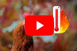 普维动物保健品有限公司, 动物饲料添加剂, 植物提取物, 植物生物素, 精油, PFA, 植物性饲料添加剂, 植物学, 植物性饲料添加剂, 新型促生长剂, 植物素, 替代抗生素促生长剂, 天然产品, 肠道健康, PlusVet Animal Health,