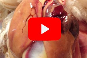 PlusVet Animal Health, 青岛普维动物保健品有限公司, 普维动物, 动物饲料添加剂，真菌毒素粘合剂，真菌毒素，植物提取物，植物生物学，植物药，植物生长饲料添加剂，新生长促进剂，植物化学物质，生长促进抗生素替代品，天然产物