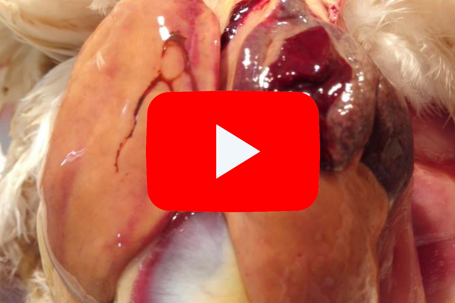 PlusVet Animal Health, 青岛普维动物保健品有限公司, 普维动物, 动物饲料添加剂，真菌毒素粘合剂，真菌毒素，植物提取物，植物生物学，植物药，植物生长饲料添加剂，新生长促进剂，植物化学物质，生长促进抗生素替代品，天然产物