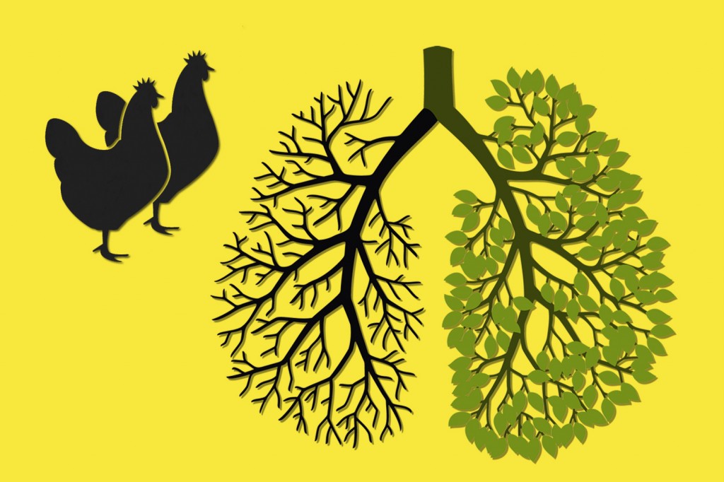 普维动物保健品有限公司, 动物饲料添加剂, 植物提取物, 植物生物素, 精油, PFA, 植物性饲料添加剂, 植物学, 植物性饲料添加剂, 新型促生长剂, 植物素, 替代抗生素促生长剂, 天然产品, 肠道健康, PlusVet Animal Health，养鸡，普维生，普乐壮，饲料添加剂，无抗养殖，植物提取物替代抗生素，