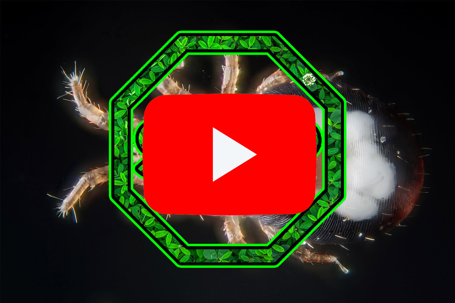 普维动物保健品有限公司, 动物饲料添加剂, 植物提取物, 植物生物素, 精油, PFA, 植物性饲料添加剂, 植物学, 植物性饲料添加剂, 新型促生长剂, 植物素, 替代抗生素促生长剂, 天然产品, 肠道健康, PlusVet Animal Health,