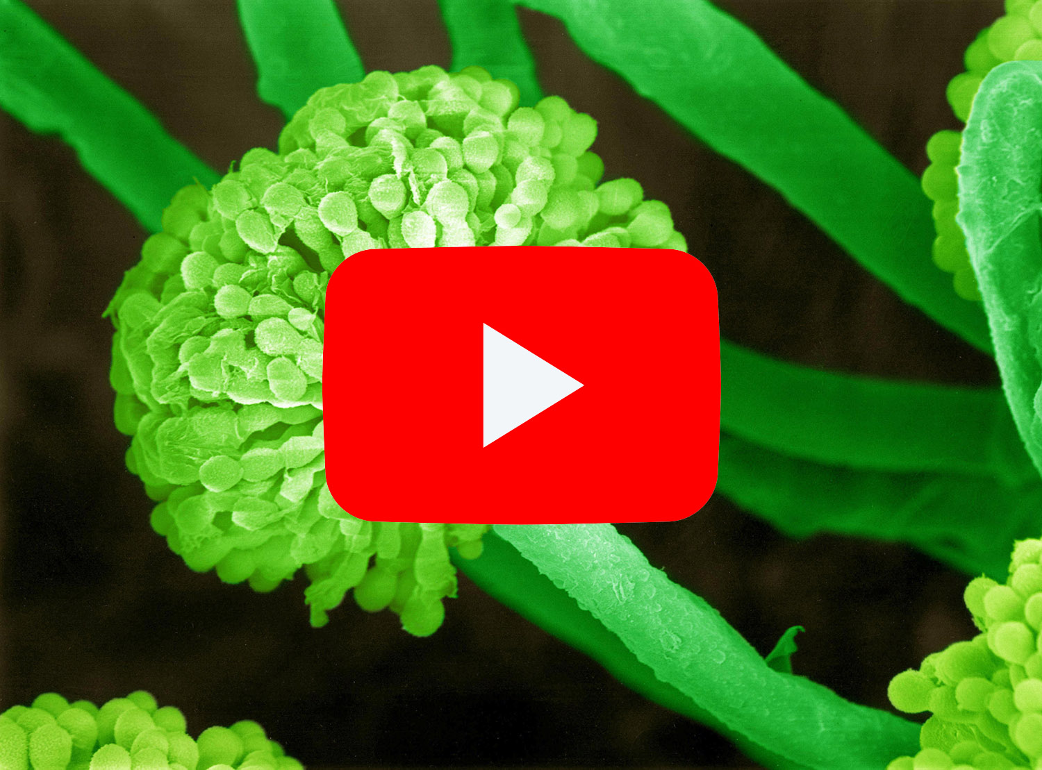 霉菌毒素吸附剂, 霉菌毒素, 单端孢霉烯族毒素, 伏马毒素, 呕吐毒素, 脱氧雪腐镰刀烯醇, T2毒素, HT2毒素, 二乙酰镳草镰刀菌烯醇(蛇形菌素),