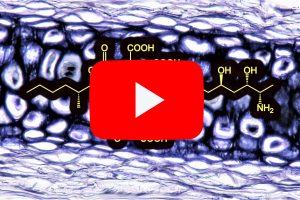 腿部问题在家禽养殖场非常普遍，比其他异常情况造成更多的经济损失。据估计，2-6%的肉鸡出现腿部健康状况不佳的临床症状，特别是在育成和育肥阶段。瘸腿鸡不能正常进食和饮水，生长发育不能充分发挥遗传潜力，它们在垫料上休息的时间更长进而导致皮肤感染。此外，在屠宰场，瘸腿鸡很难处理。