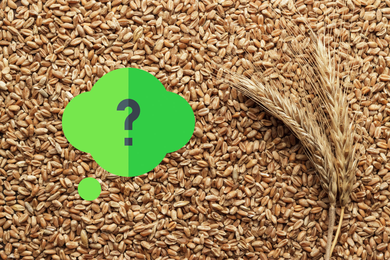随着玉米价格飙升，有必要考虑其他可以替代的谷物。黑麦、小麦、大麦、小黑麦和燕麦是玉米的可行替代品；然而玉米是易于消化的，而这些替代品中含有干扰营养消化和吸收的抗营养因子。这些抗营养因子中包含非淀粉多糖（NSP）。