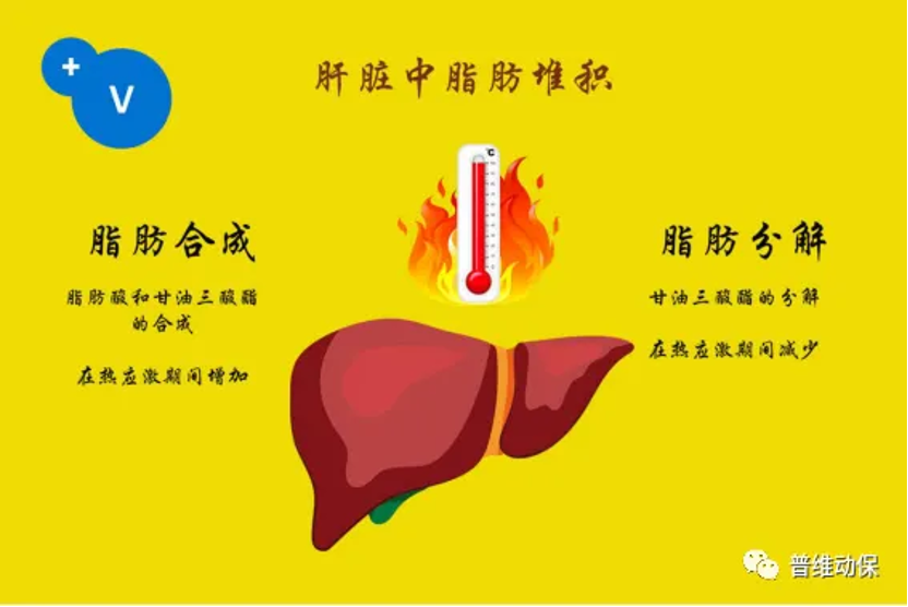 夏季热应激与家禽脂肪肝出血性综合征