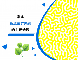 家禽肠道菌群失调的主要诱因