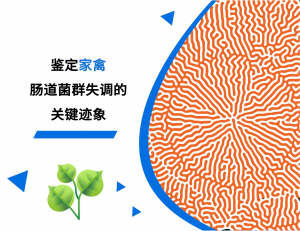 鉴定家禽肠道菌群失调的关键迹象