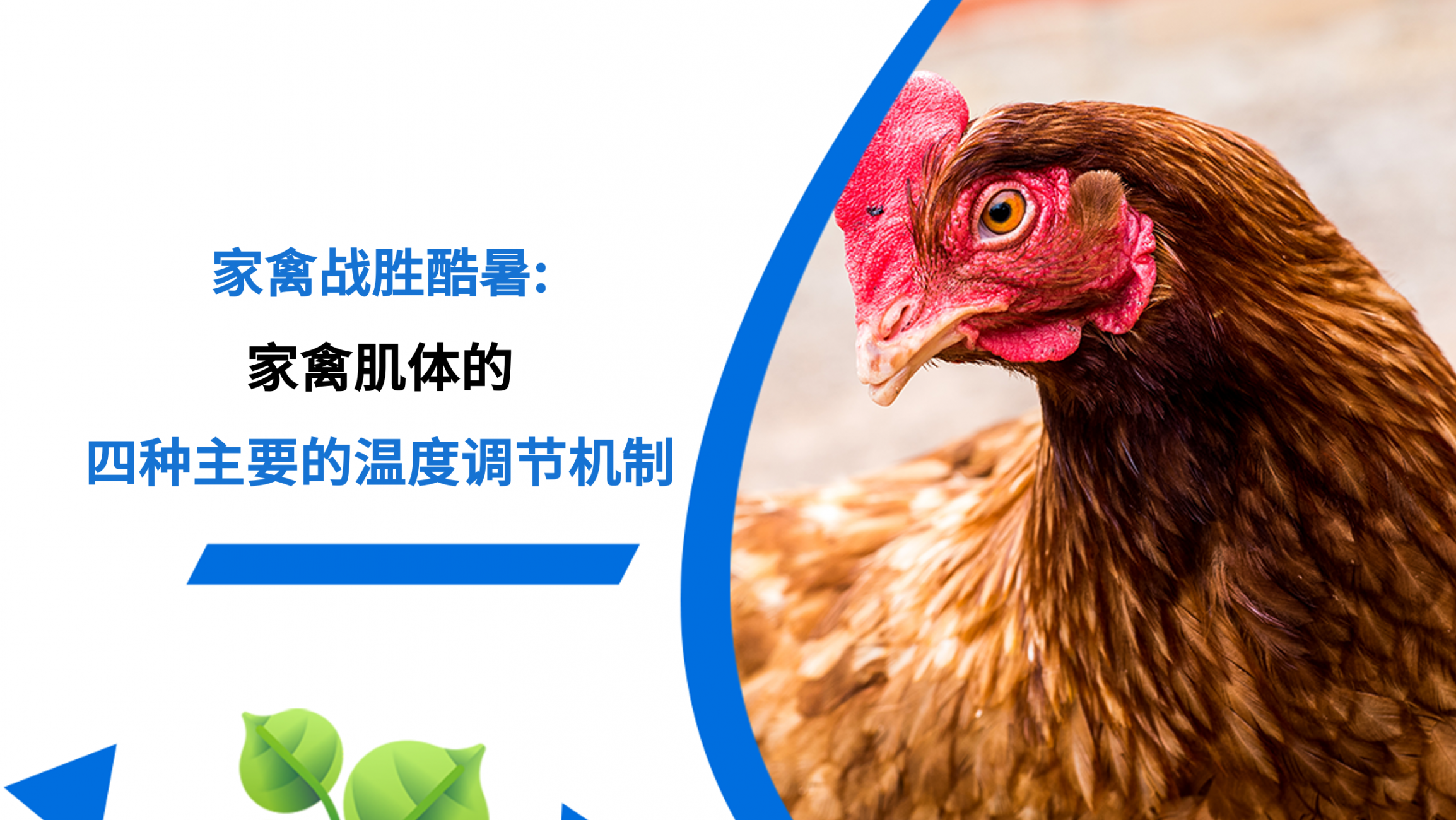 家禽肌体的四种主要的温度调节机制