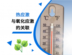 热应激与氧化应激的关联