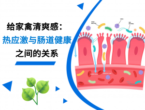 热应激与肠道健康的关系