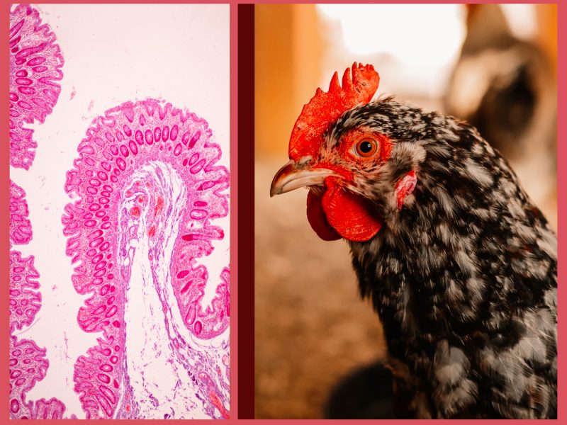 肠道健康在母鸡产蛋高峰期前的关键作用