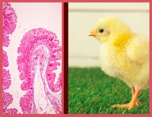 让您的肉鸡有一个良好的开端：这全部都取决于肠道