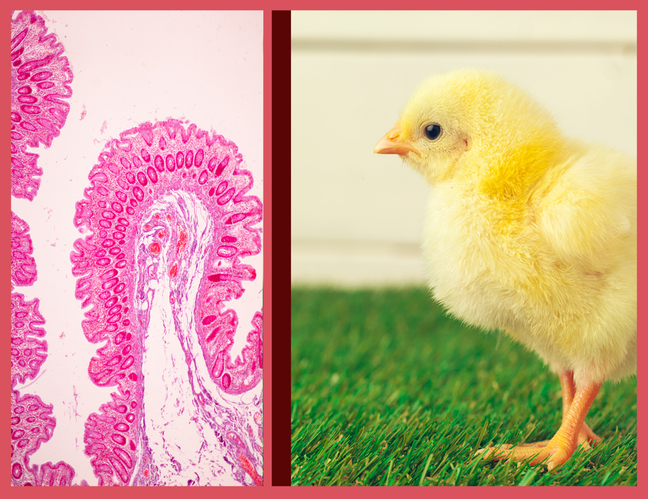 让您的肉鸡有一个良好的开端：这全部都取决于肠道