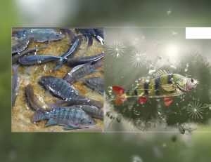 天然的方式如何改善罗非鱼的健康？