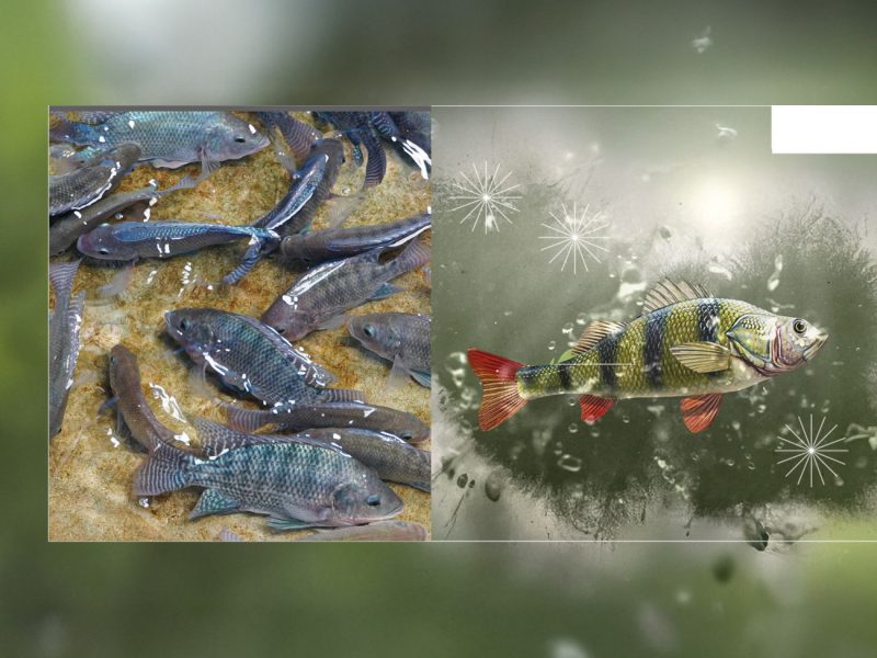 天然的方式如何改善罗非鱼的健康？