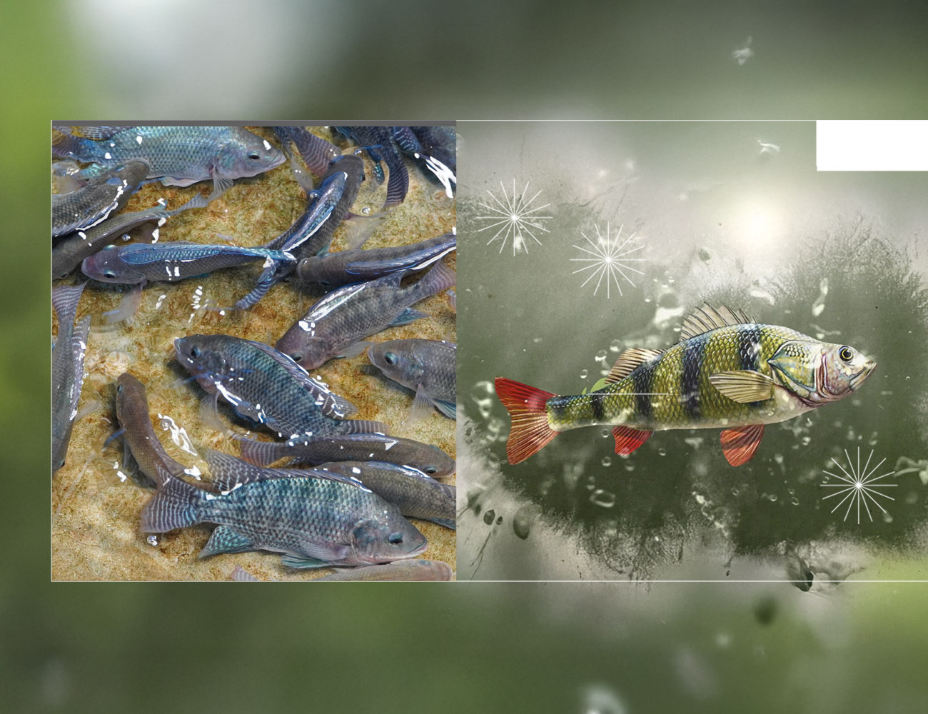 天然的方式如何改善罗非鱼的健康？