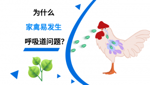 为什么家禽易发生呼吸道问题？