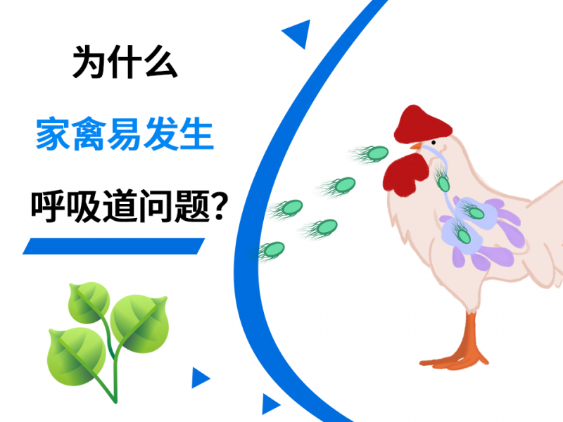 为什么家禽易发生呼吸道问题？