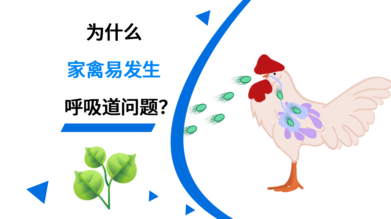 为什么家禽易发生呼吸道问题？