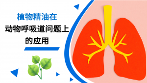 植物精油在动物呼吸道上的应用