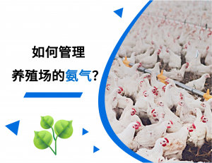 用植物精油管理养殖场的氨气