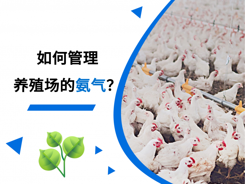 用植物精油管理养殖场的氨气