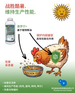 2026年普罗宁+产品信息图