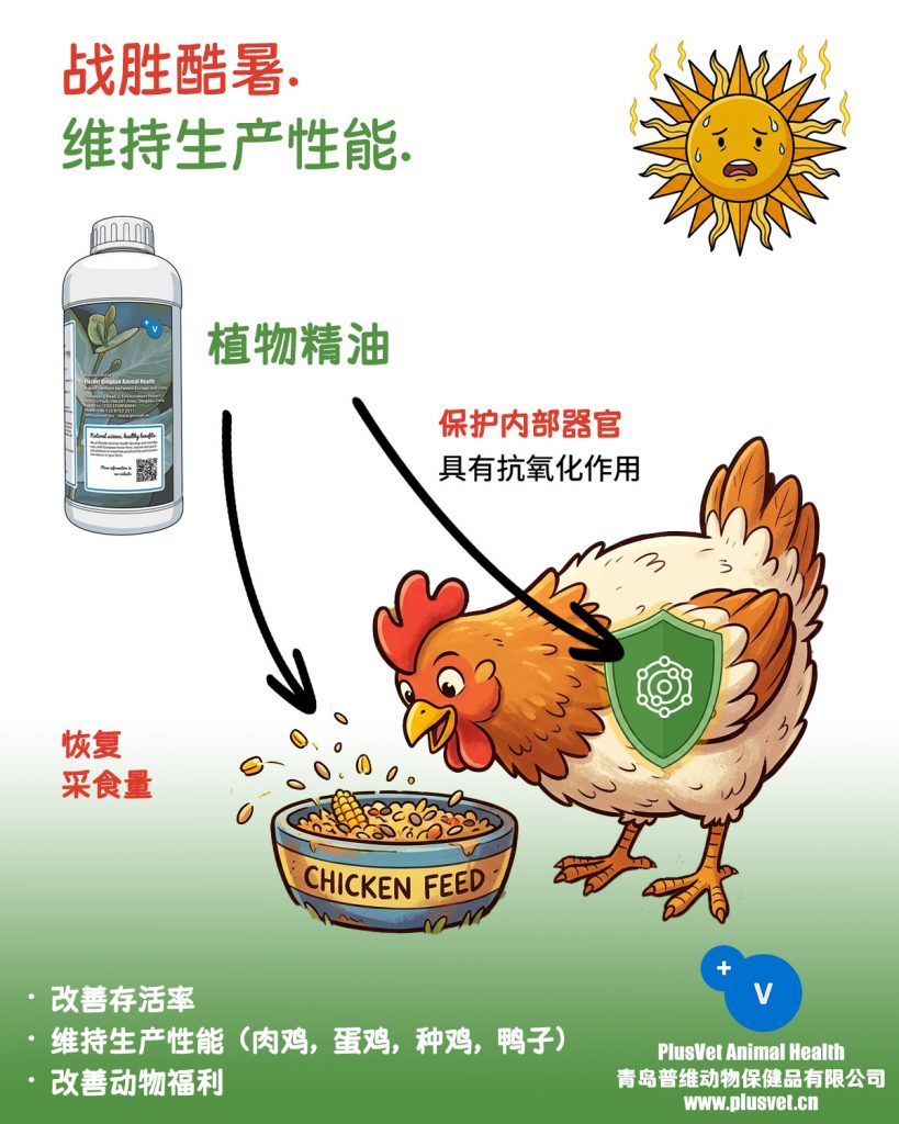 普罗宁+帮助家禽战胜热应激，维持生产性能