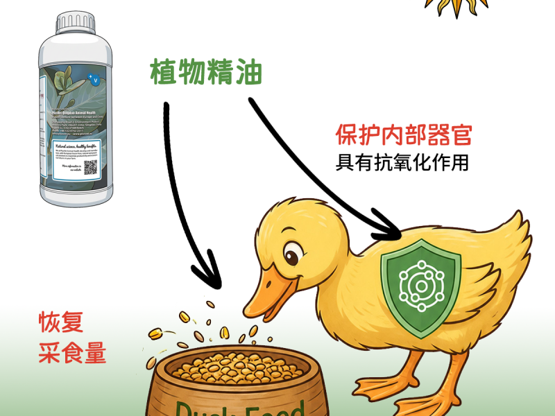 普罗宁+帮助鸭子战胜热应激，维持生产性能