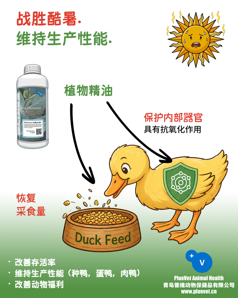 普罗宁+帮助鸭子战胜热应激，维持生产性能