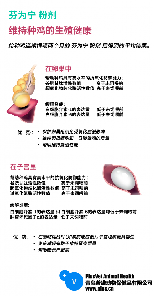 用天然抗氧化剂维持种鸡的生殖健康