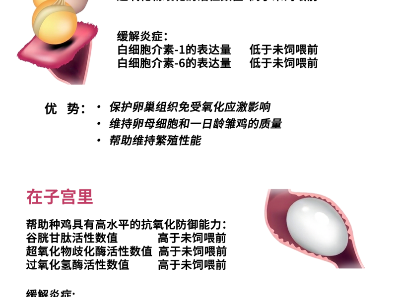 用天然抗氧化剂维持种鸡的生殖健康