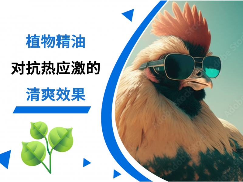 植物精油对抗热应激的清爽效果