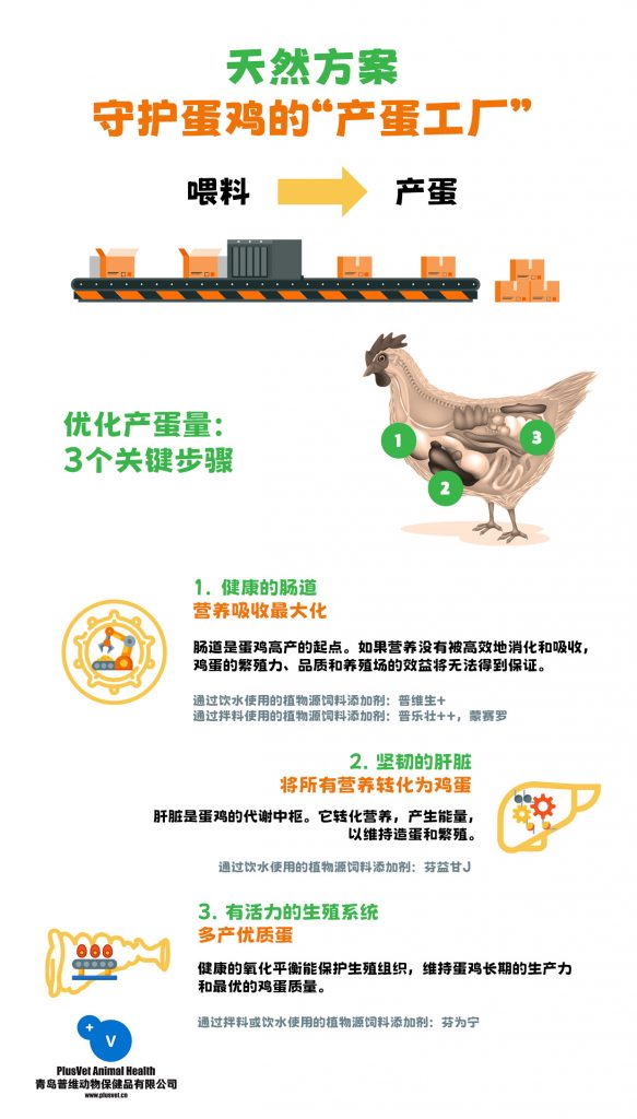 天然方案守护蛋鸡的“产蛋工厂”