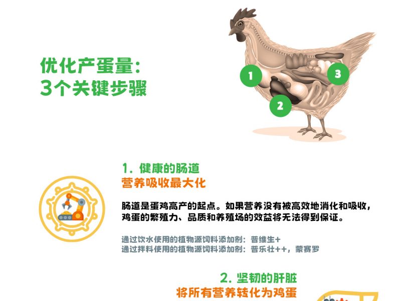 天然方案守护蛋鸡的“产蛋工厂”