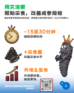 艾洛蒙©帮助海参采食，改善成参规格