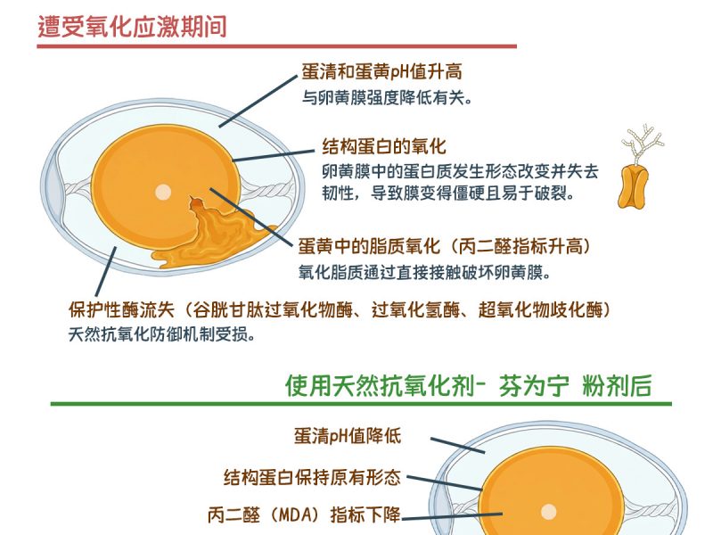🥚保护鸡蛋品质，需从内部开始。 了解天然抗氧化剂如何在氧化应激期间保持蛋黄的完整性。