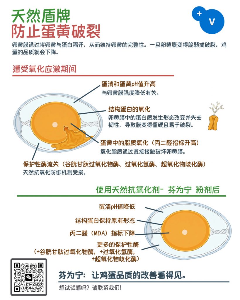 🥚保护鸡蛋品质，需从内部开始。 了解天然抗氧化剂如何在氧化应激期间保持蛋黄的完整性。