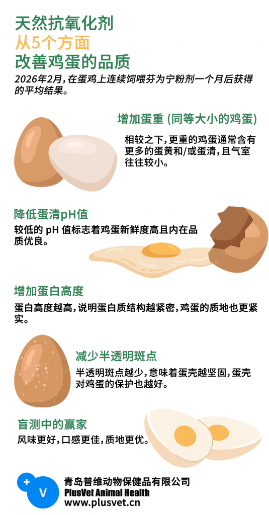 探索天然抗氧化剂如何让鸡蛋更新鲜、风味更好、口感更佳、品质更优。
