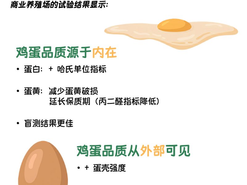 优质鸡蛋，内外兼优