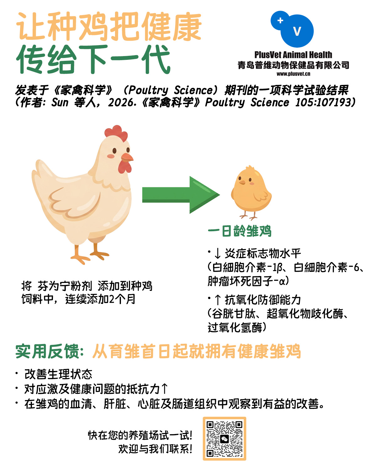让种鸡把健康传给下一代