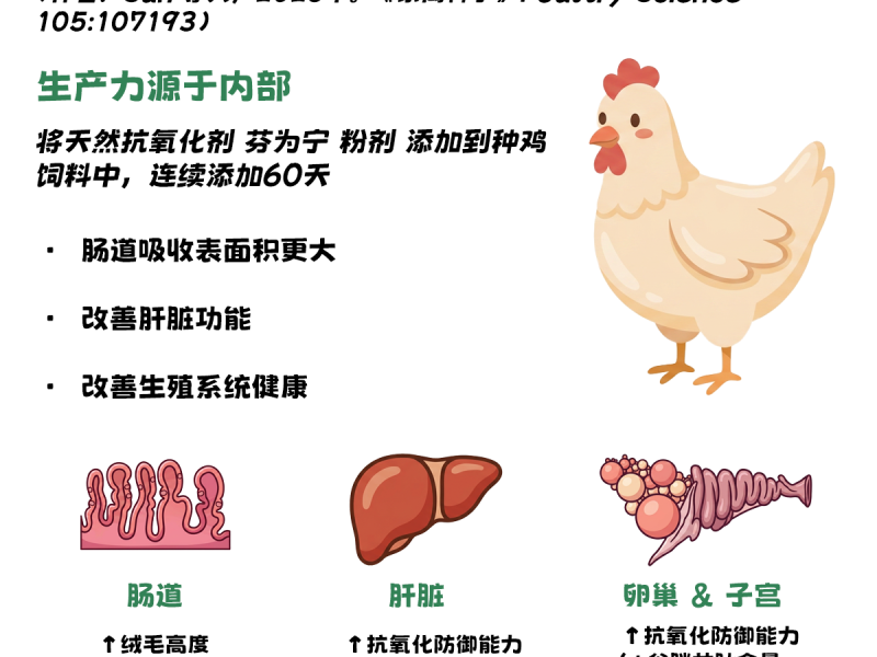 维护种鸡的关键系统，实现理想的生产性能