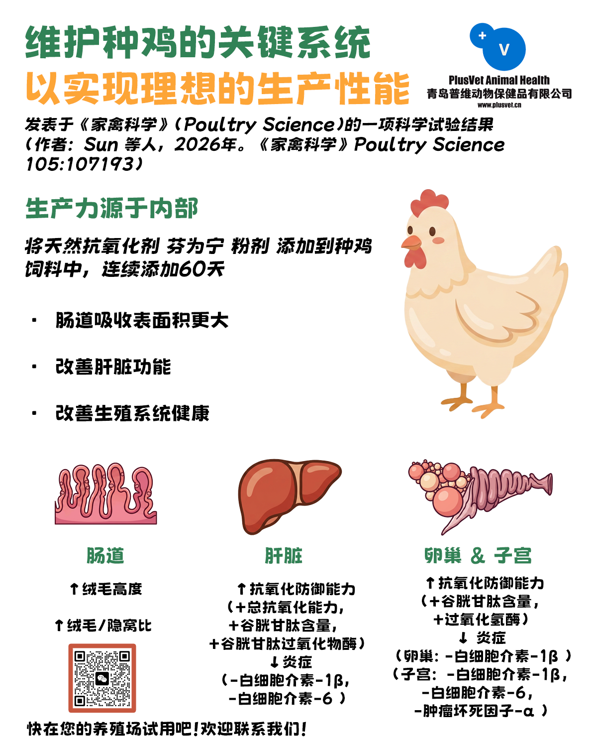维护种鸡的关键系统，实现理想的生产性能